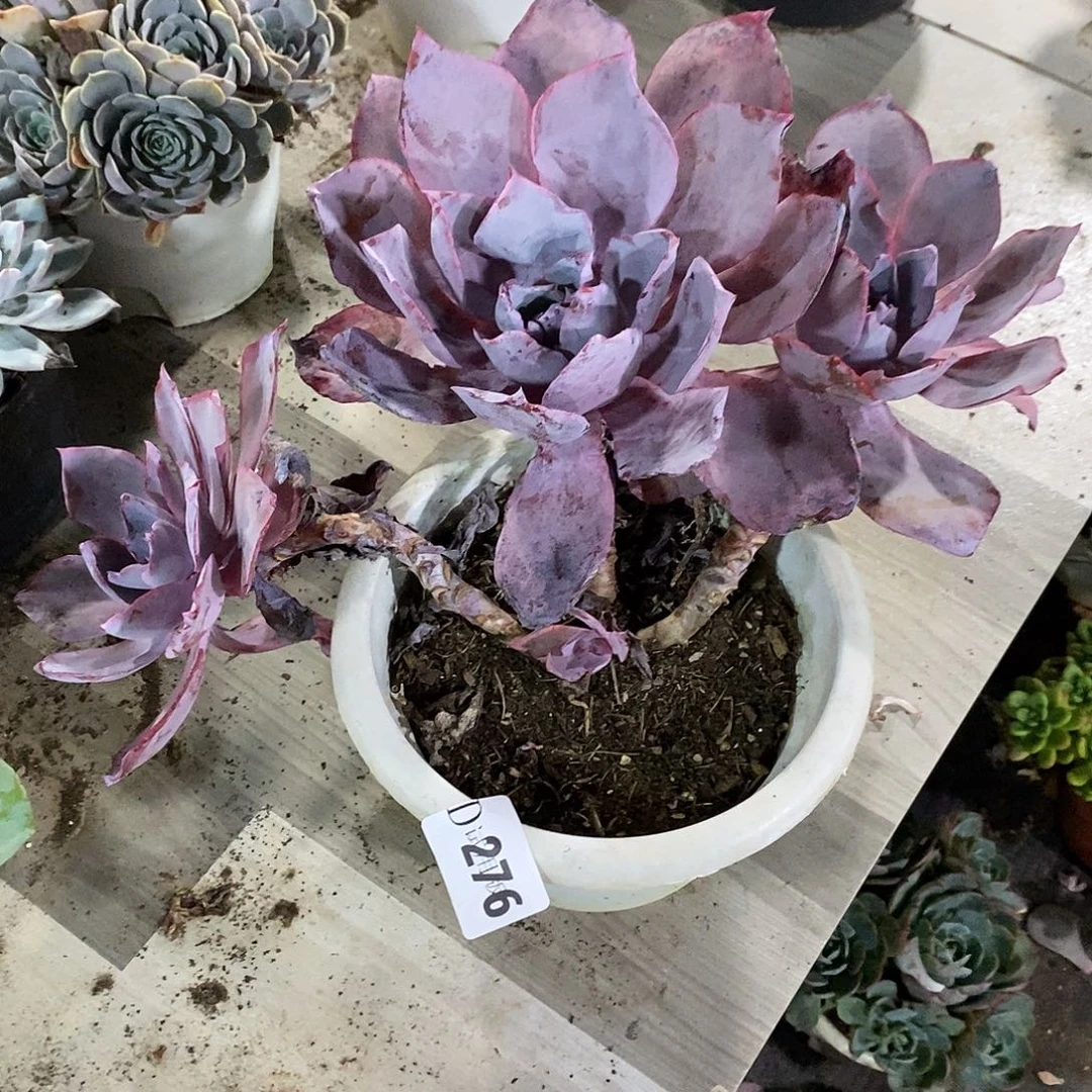 @****276晚霞多肉植物多肉