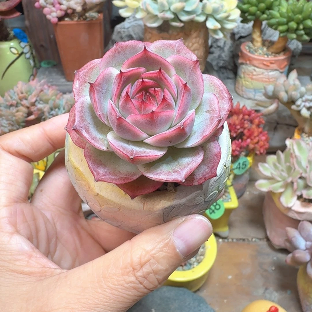 吉杂 多肉含盆土 一物一拍