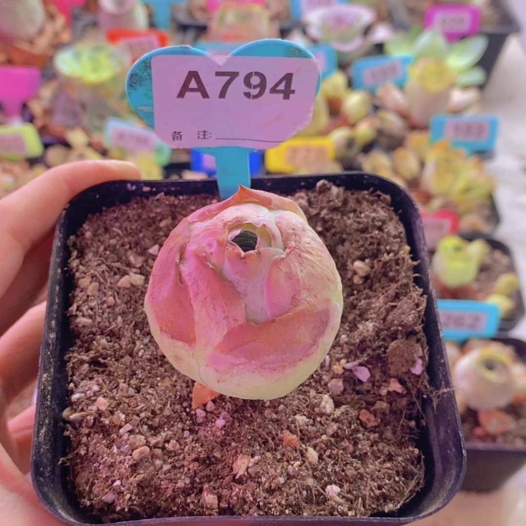 山地玫瑰一物一拍794