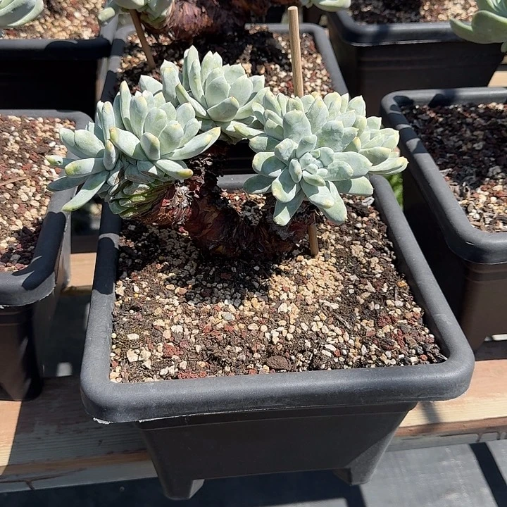 冰*拇指仙女杯多肉植物