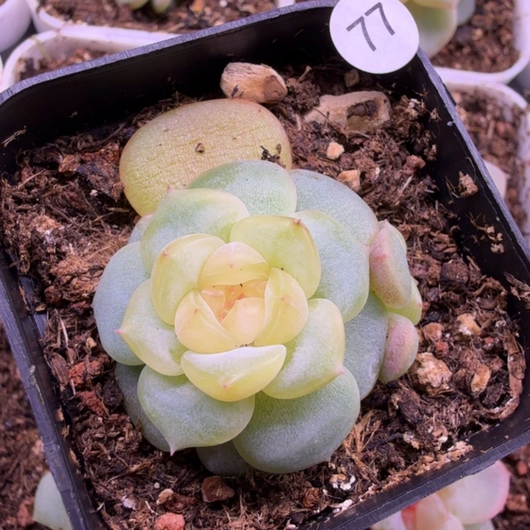 77号甜心荔枝一物一拍
