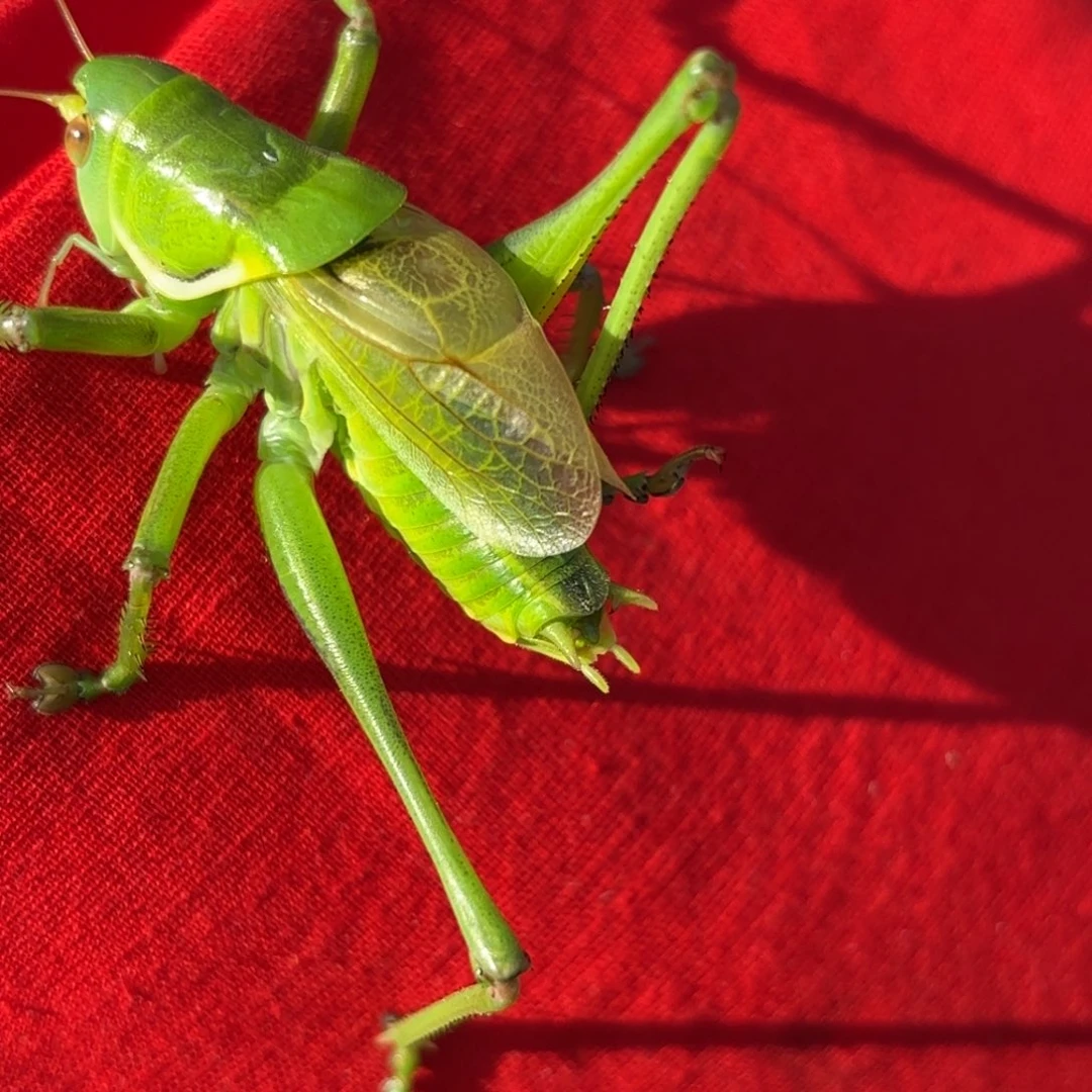 ****蝈蝈蝈蝈福福价格