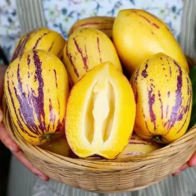 【川果域】甘肃民勤人参果4.5斤 汁水充足 坏果包赔