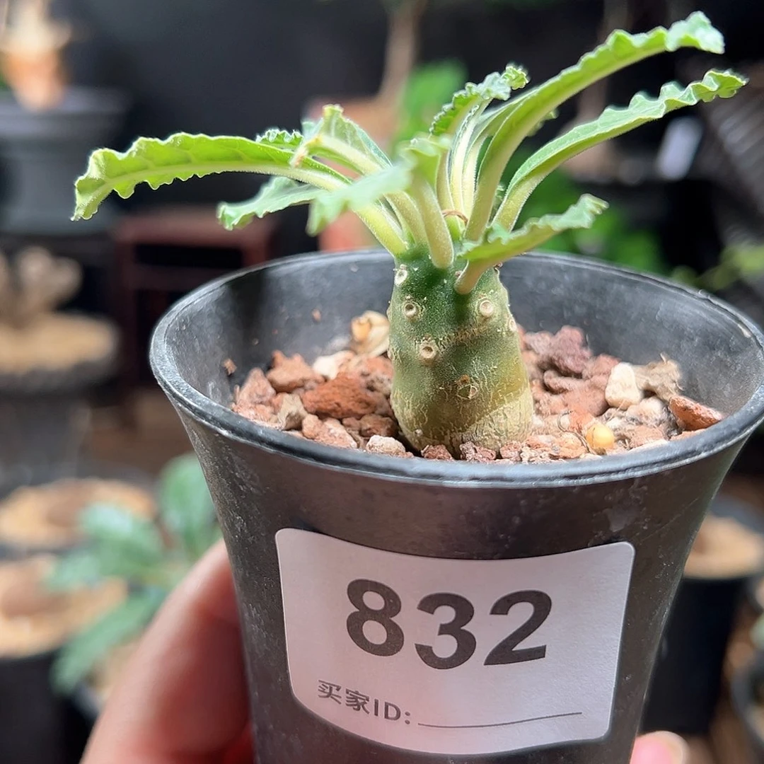 椰子琉桑带盆包邮