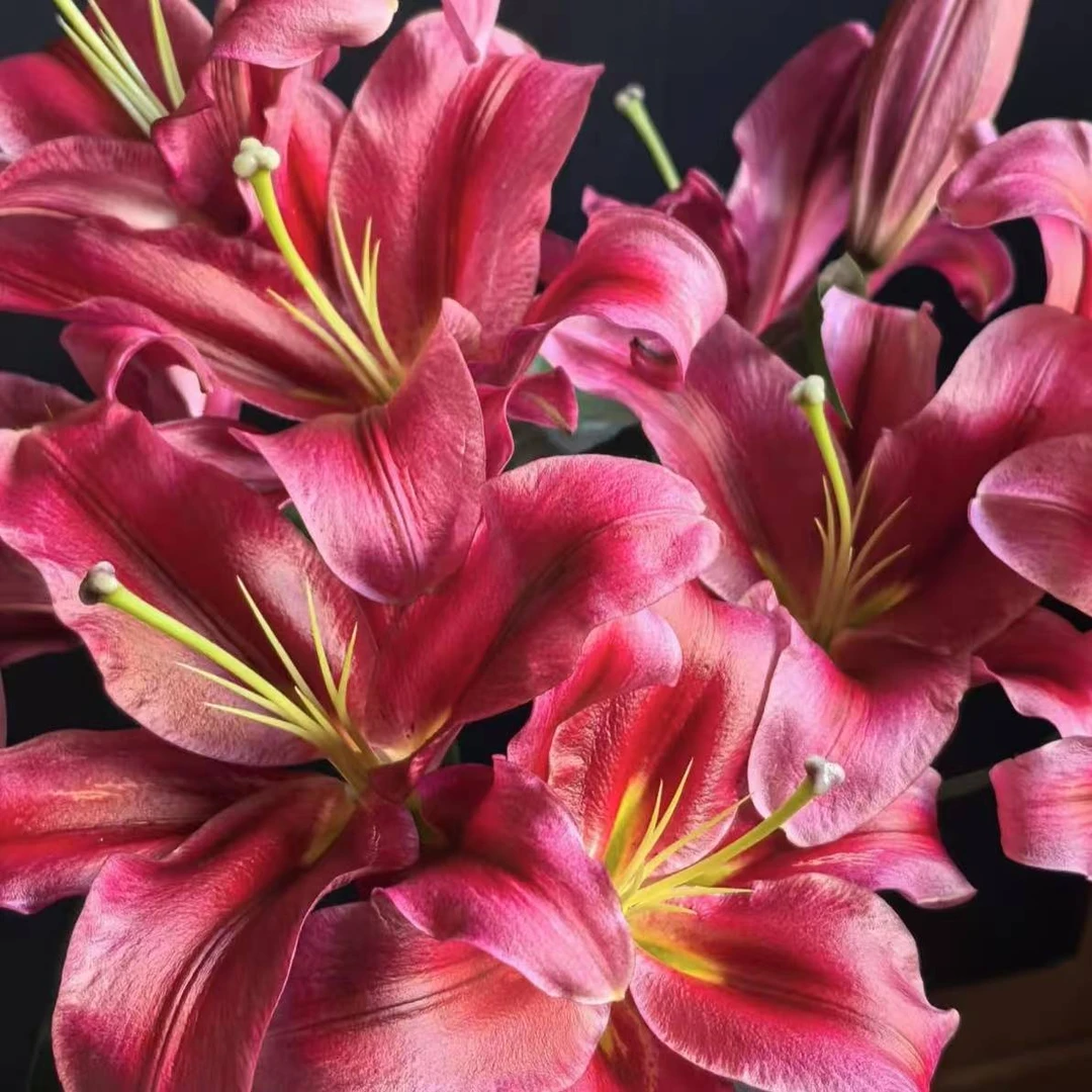 挚爱1颗《重瓣香水百合》栽培阳台庭院带来美好的居家感受