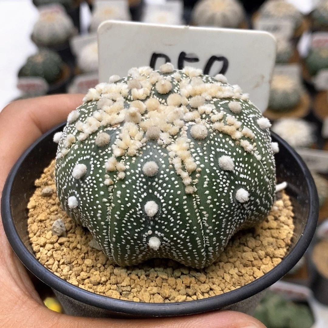 050高脚细雪海星花园