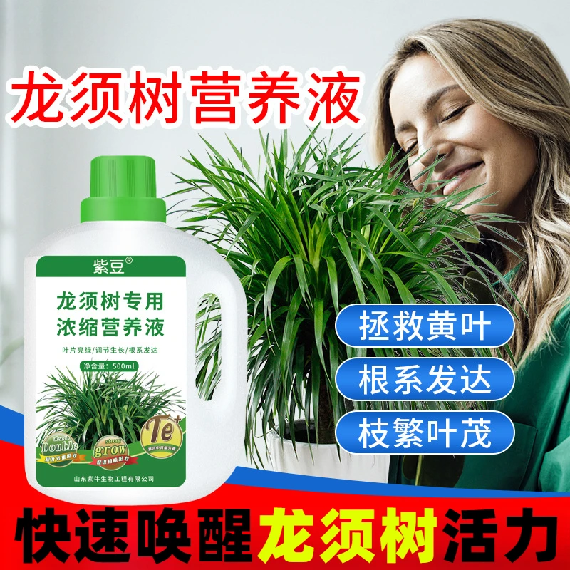 龙须树专用浓缩营养液龙血树肥料绿植盆栽叶面有机肥现货直销
