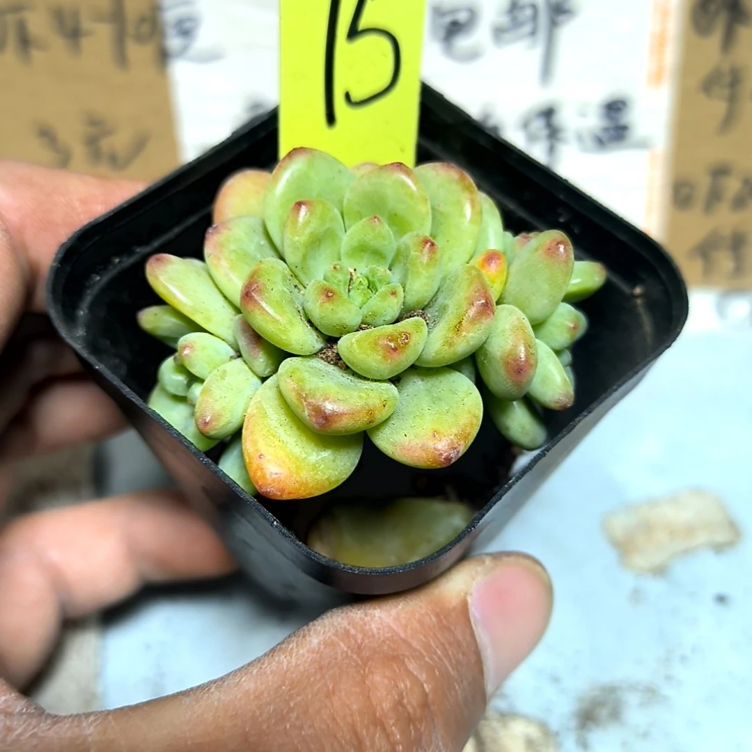 满6元包邮，#75号香格里拉三颗