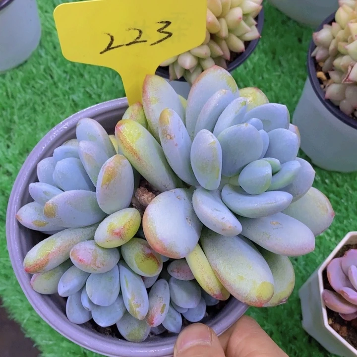 开心多肉，多肉植物