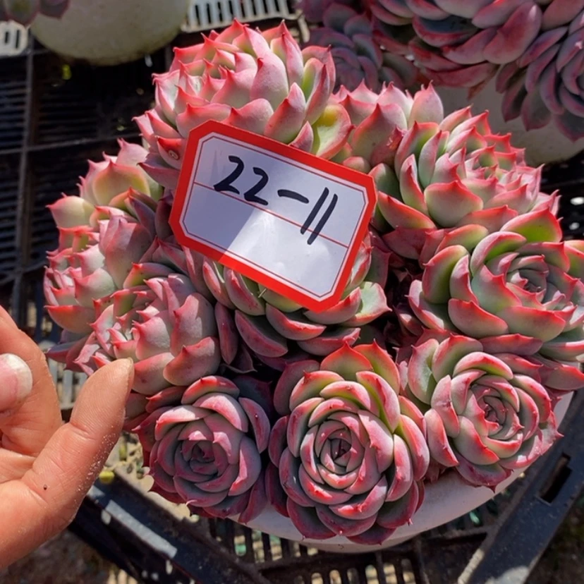 【闪购商品】汤*洋多肉植物的