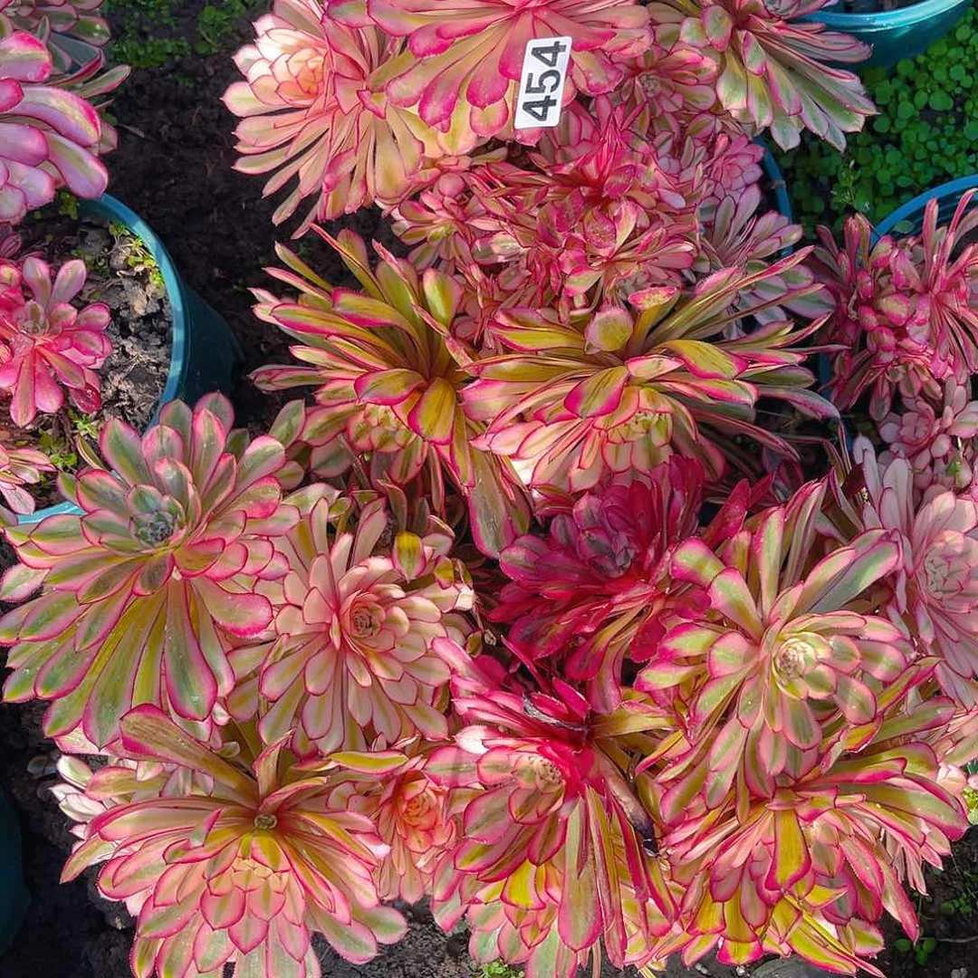 三盆法师27–5包邮法师