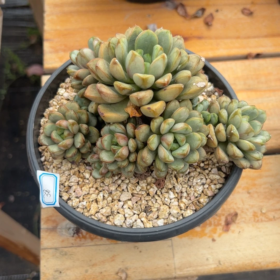 多肉植物多头葡萄