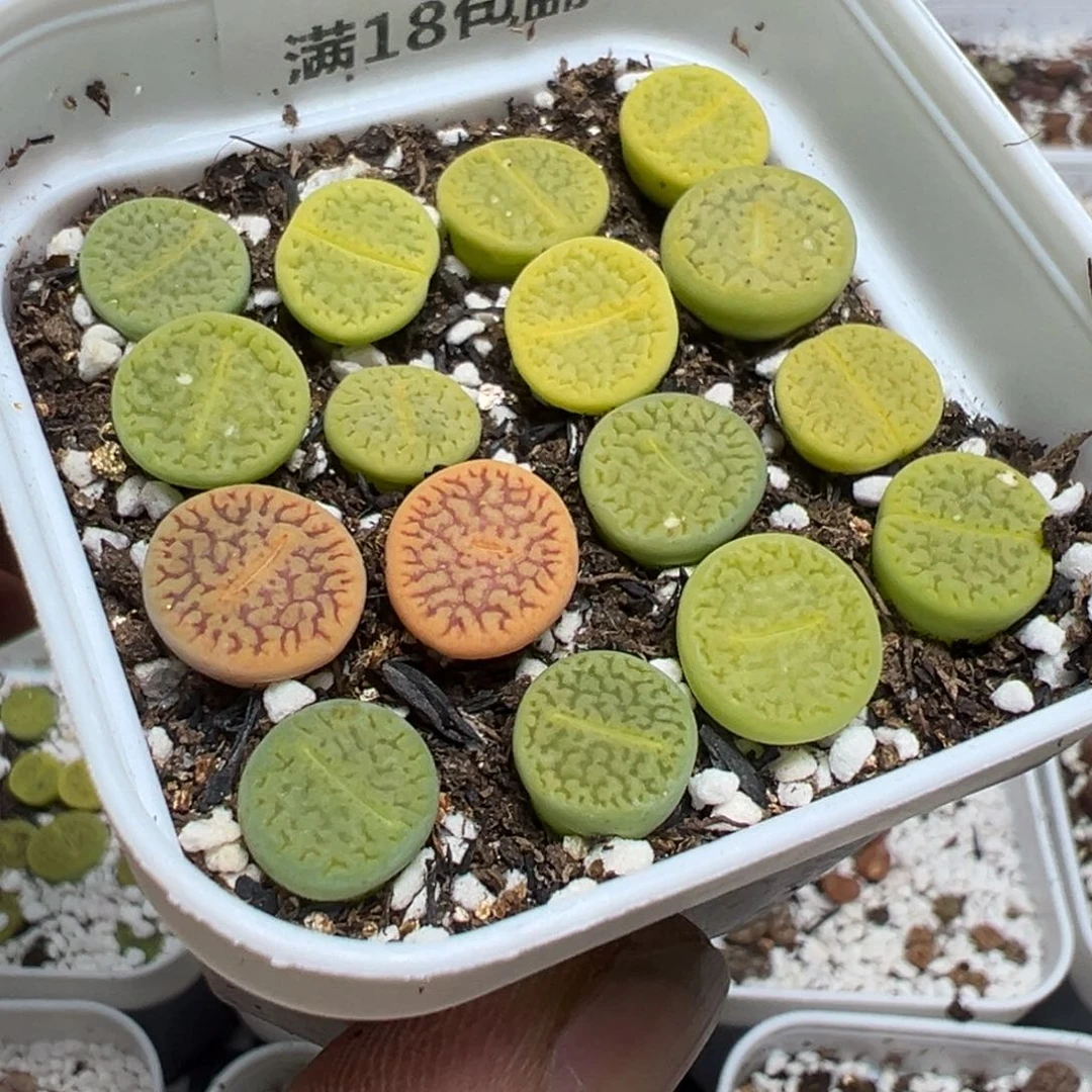 【闪购商品】夕****］ 914。