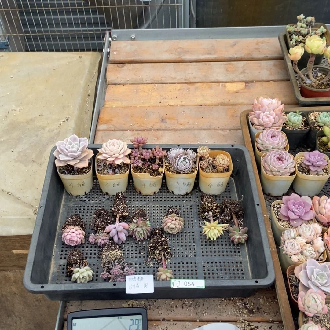 054号花15个 白兔糖专拍圆通