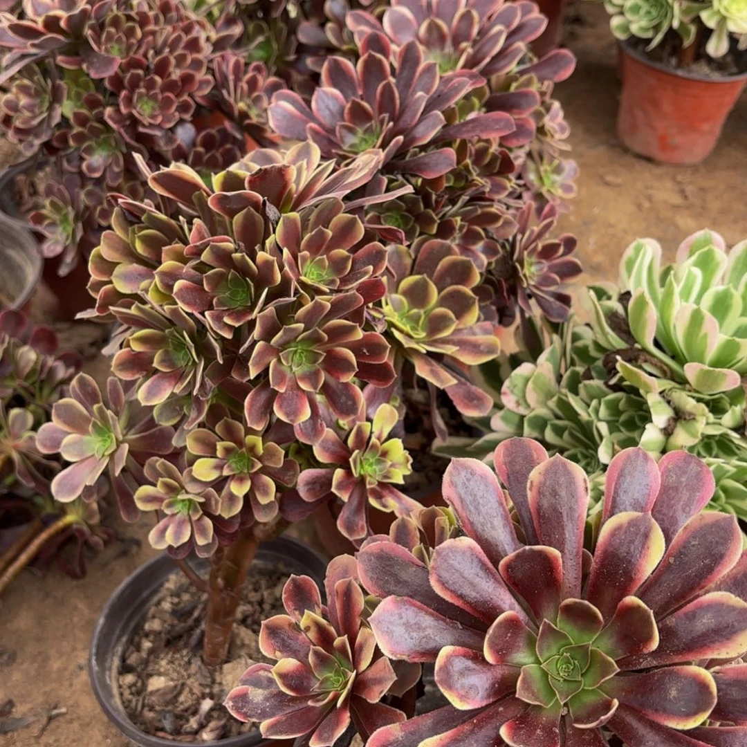 金边欧嘉莉12.8马上多肉木质