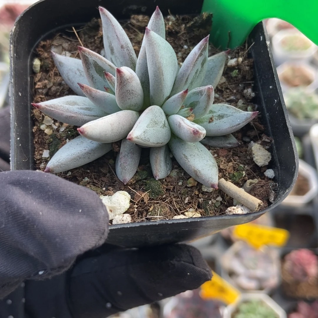 3160魔爪多肉植物