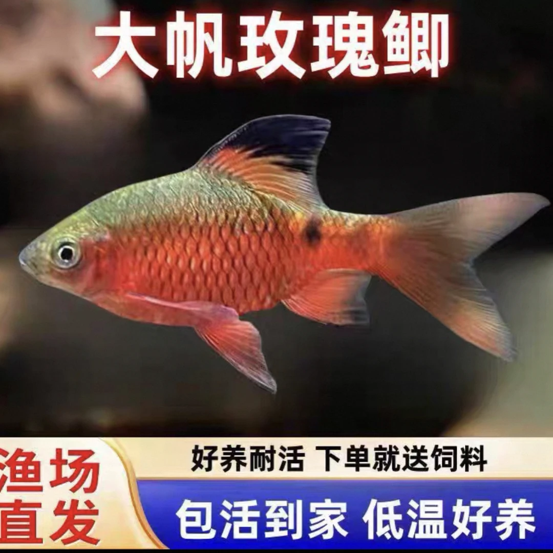 大帆玫瑰鲫精品冷水观赏鱼