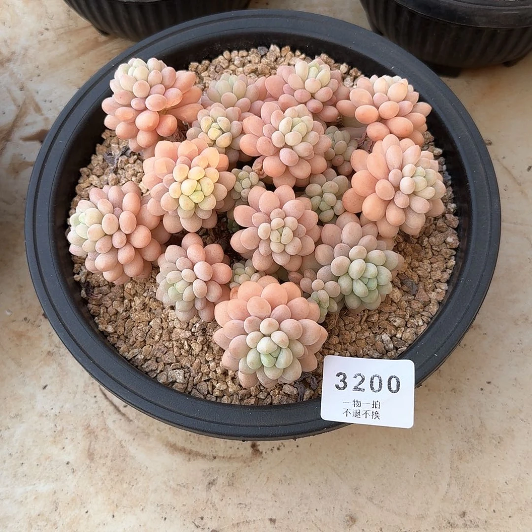 M****.3200号鱼子酱