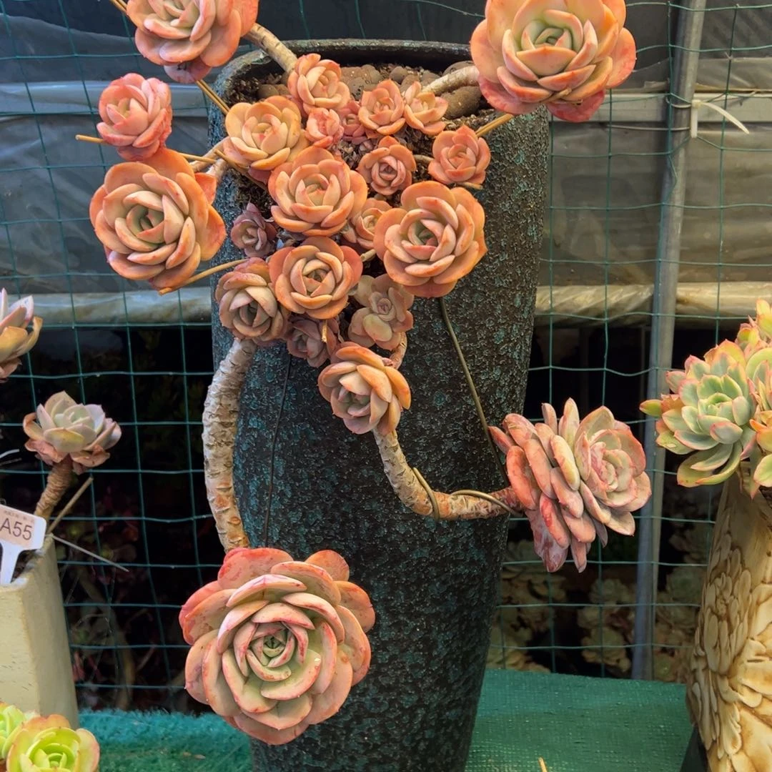 瑶池仙子带盆发物流，，，，，，，，，，，，，，，，