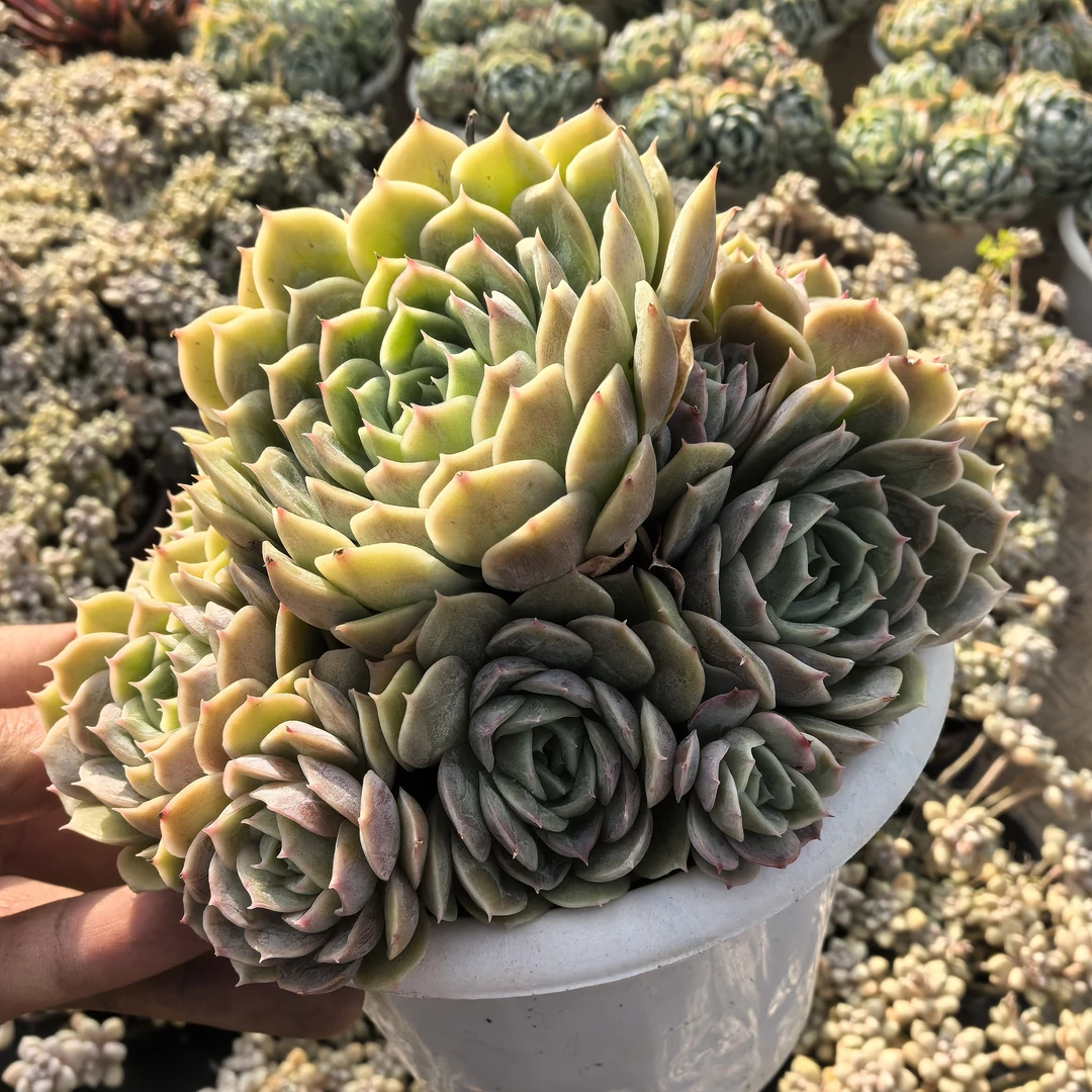 ynasn昂斯诺带盆土多肉植物室内绿植净化空气
