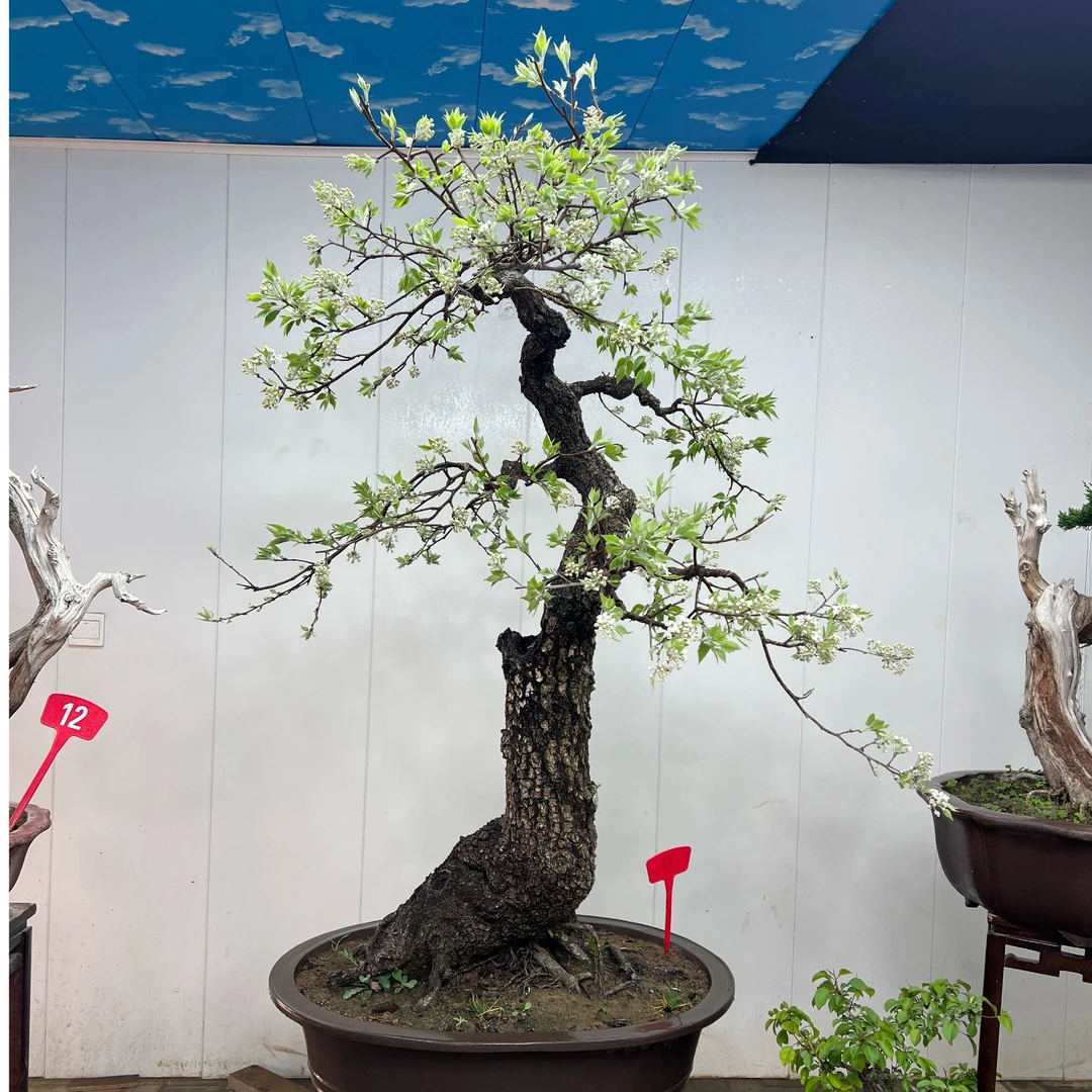 棠梨直播专属山采要原生老桩张金山老师作品