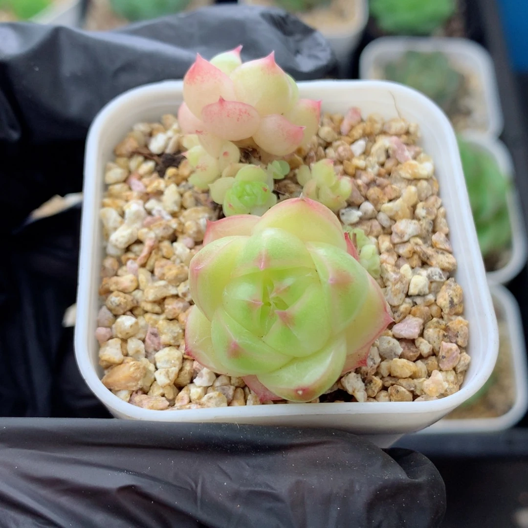 58包邮  群生不包整麦秆131