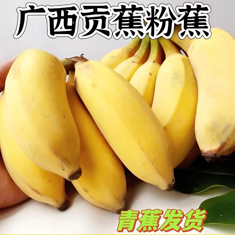 广西新鲜粉蕉西贡蕉南蕉苹果香当季应季水果自然熟