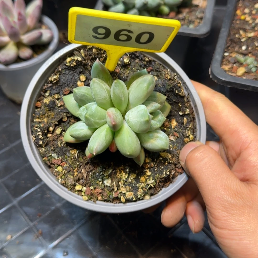 多肉植物哥特杂960