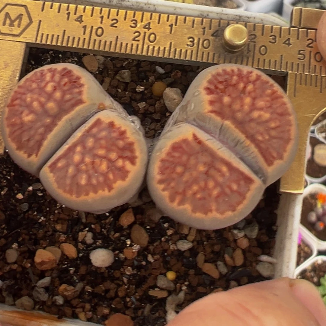 红窗菊带盆多肉植物