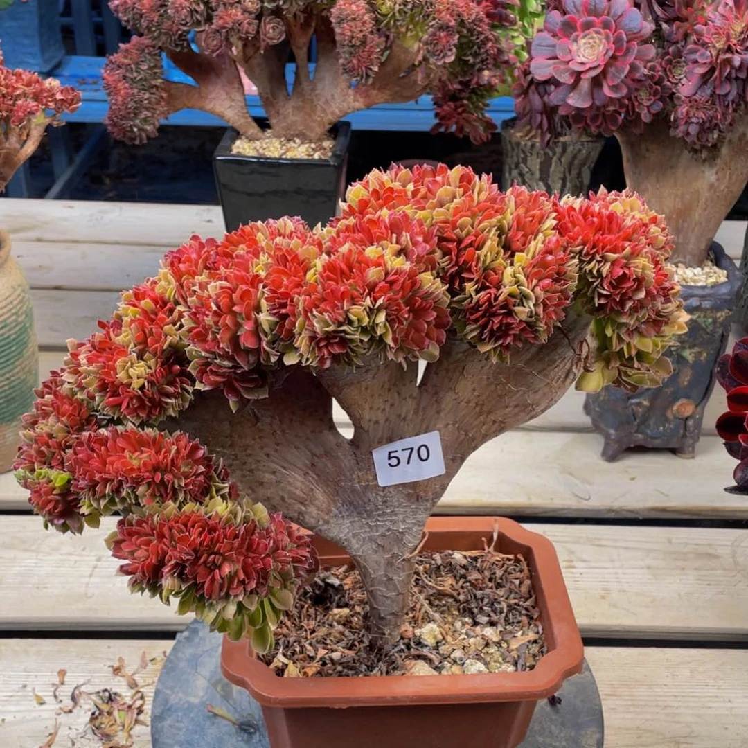 570号柠檬玫瑰缀花