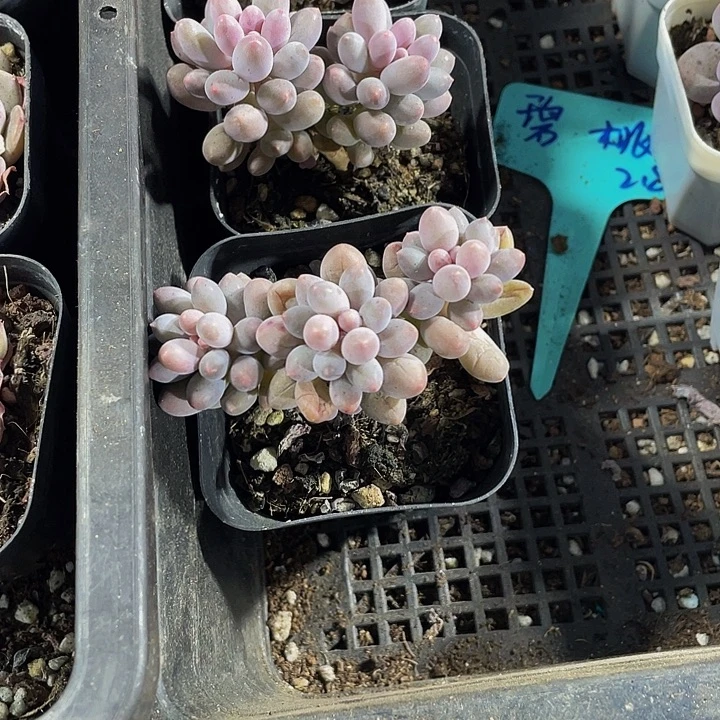 婴儿手指带盆土发