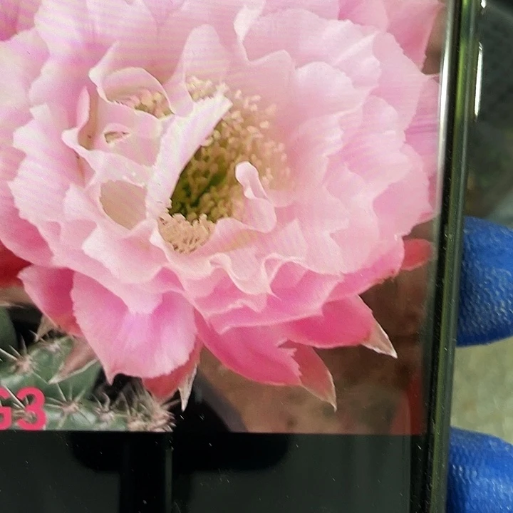 G3侧芽3-4歪满18包邮