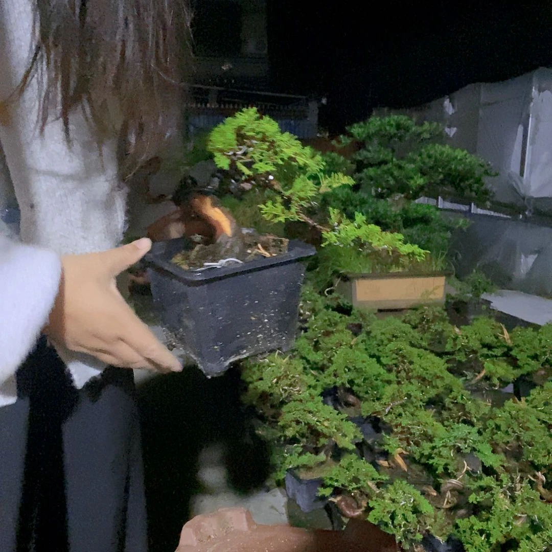 无花朵真柏盆景造型
