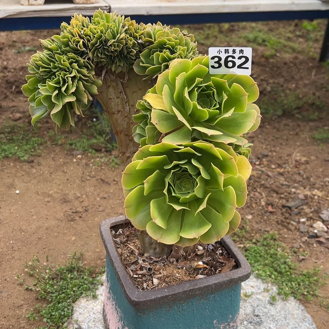 362绿羊绒缀化法师