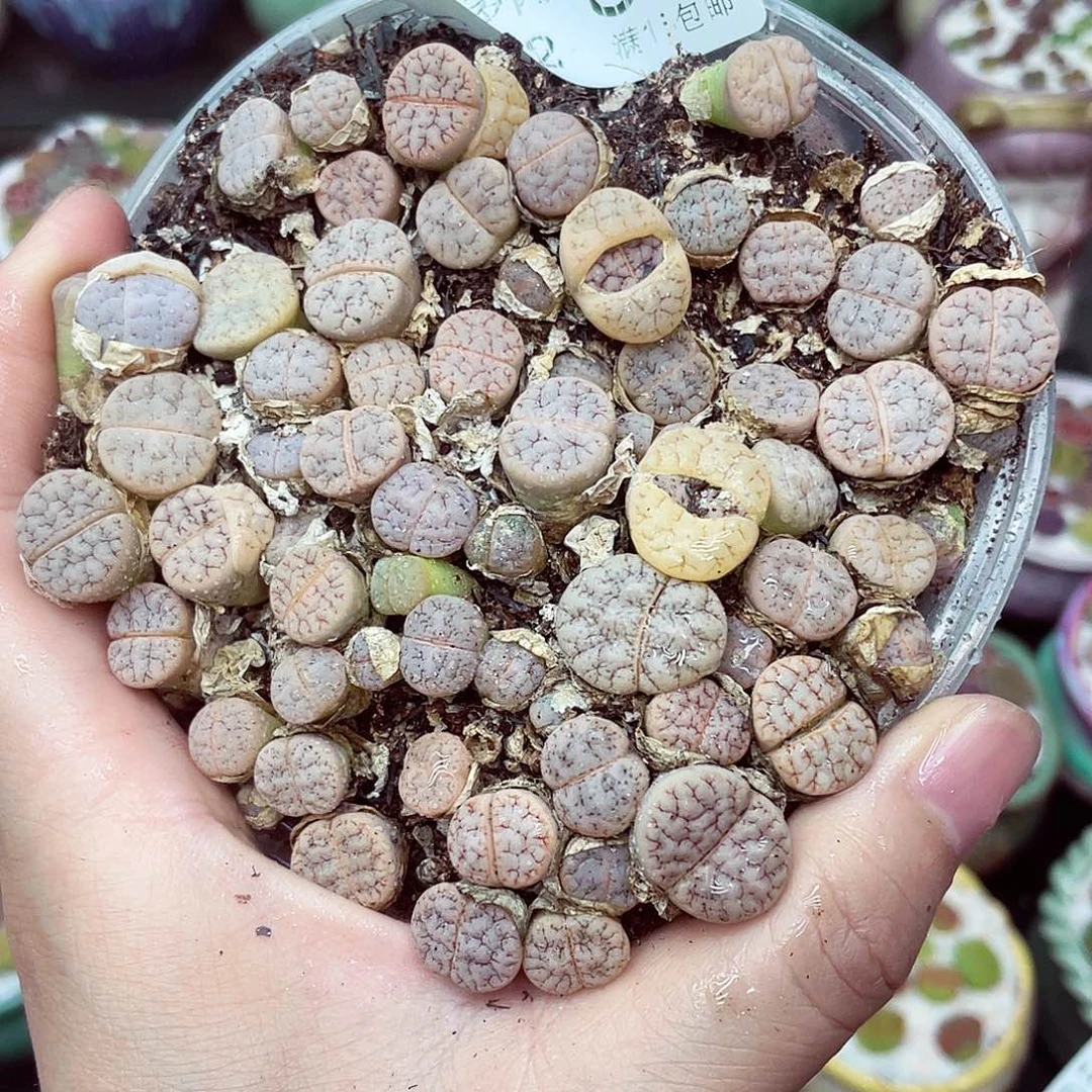 生石花18包邮0702-66