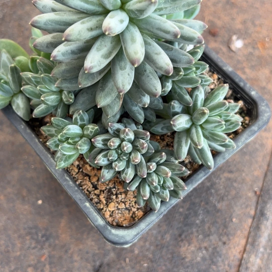 『****伊卡鲁斯多肉植物20