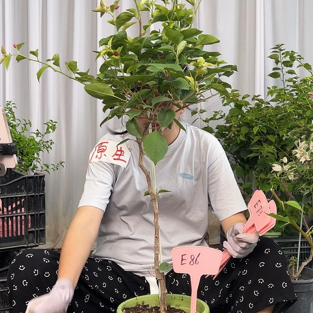 ****虫当前无花栽培后可以开花E86不甜