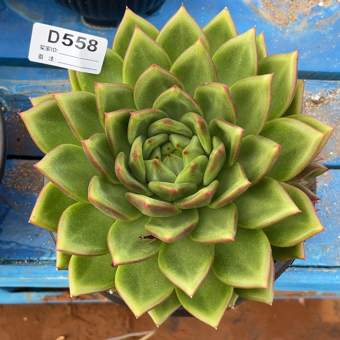 若如东云单拍D558