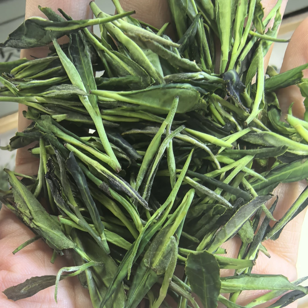 【青尔生态豆养茶园秋香凤型】2025日照绿新秋茶白露后花香山茶韵味