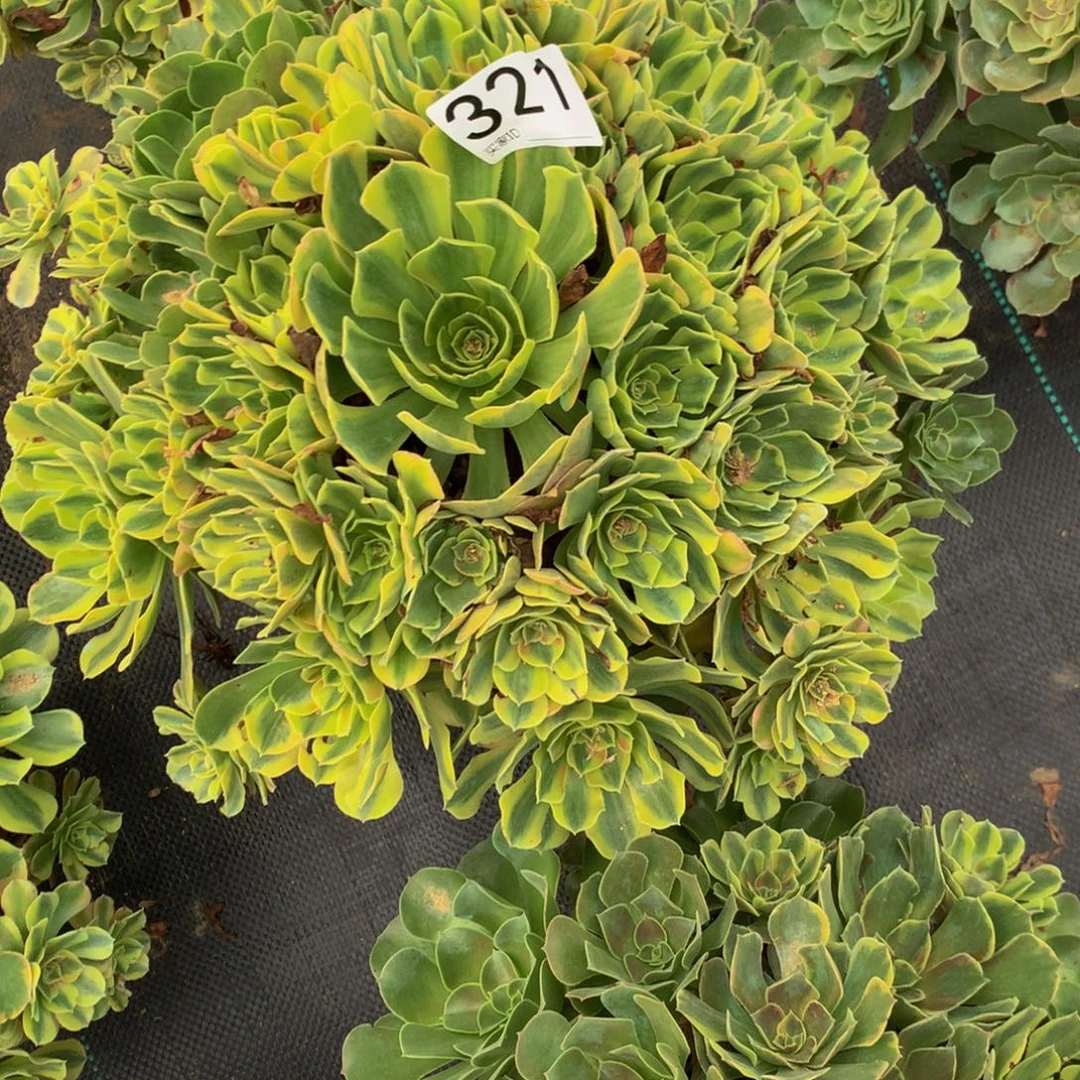 M****法师多肉植物321七彩