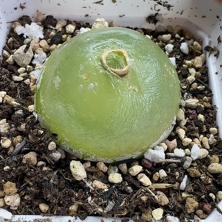 老马生石花4公分650