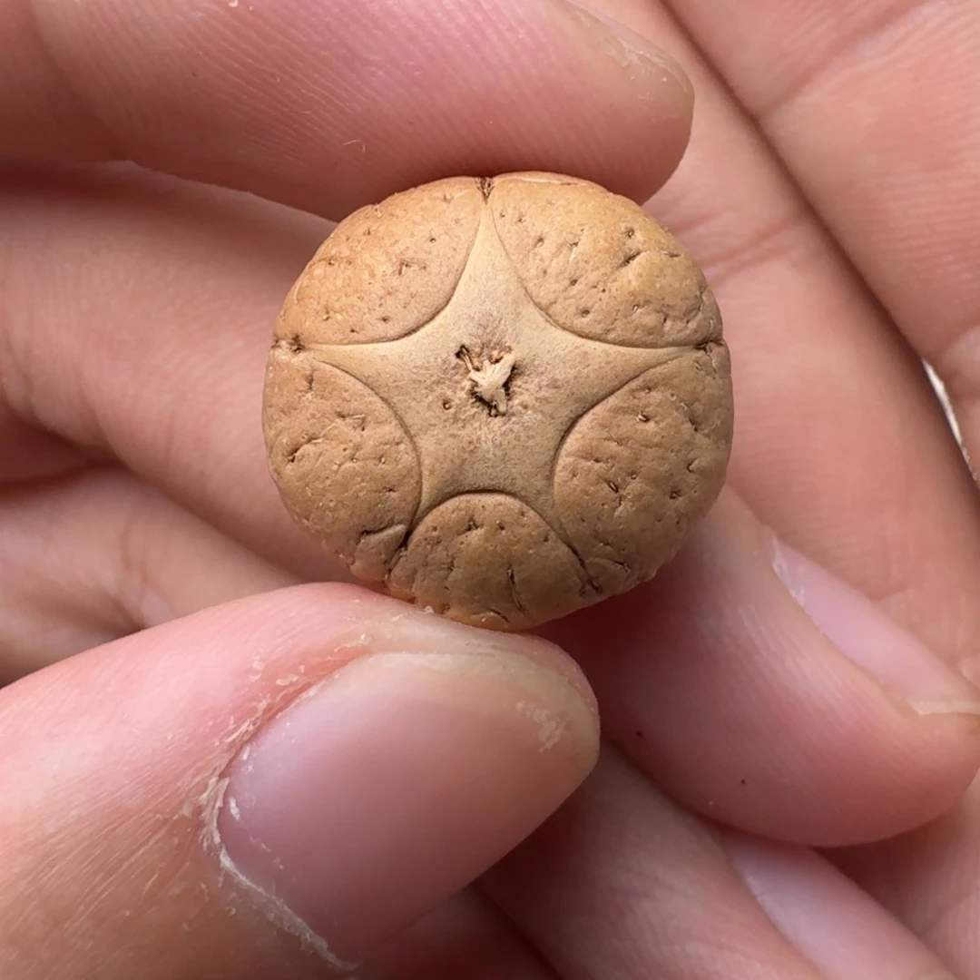 吊坠凤眼菩提18.5/14.2二茬五星