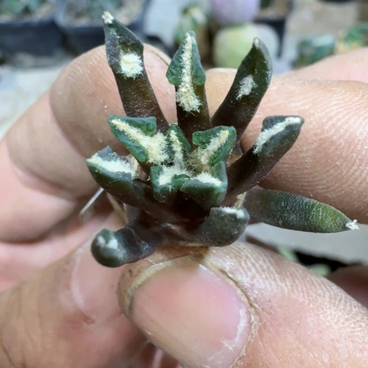 福利实生黑牡丹742