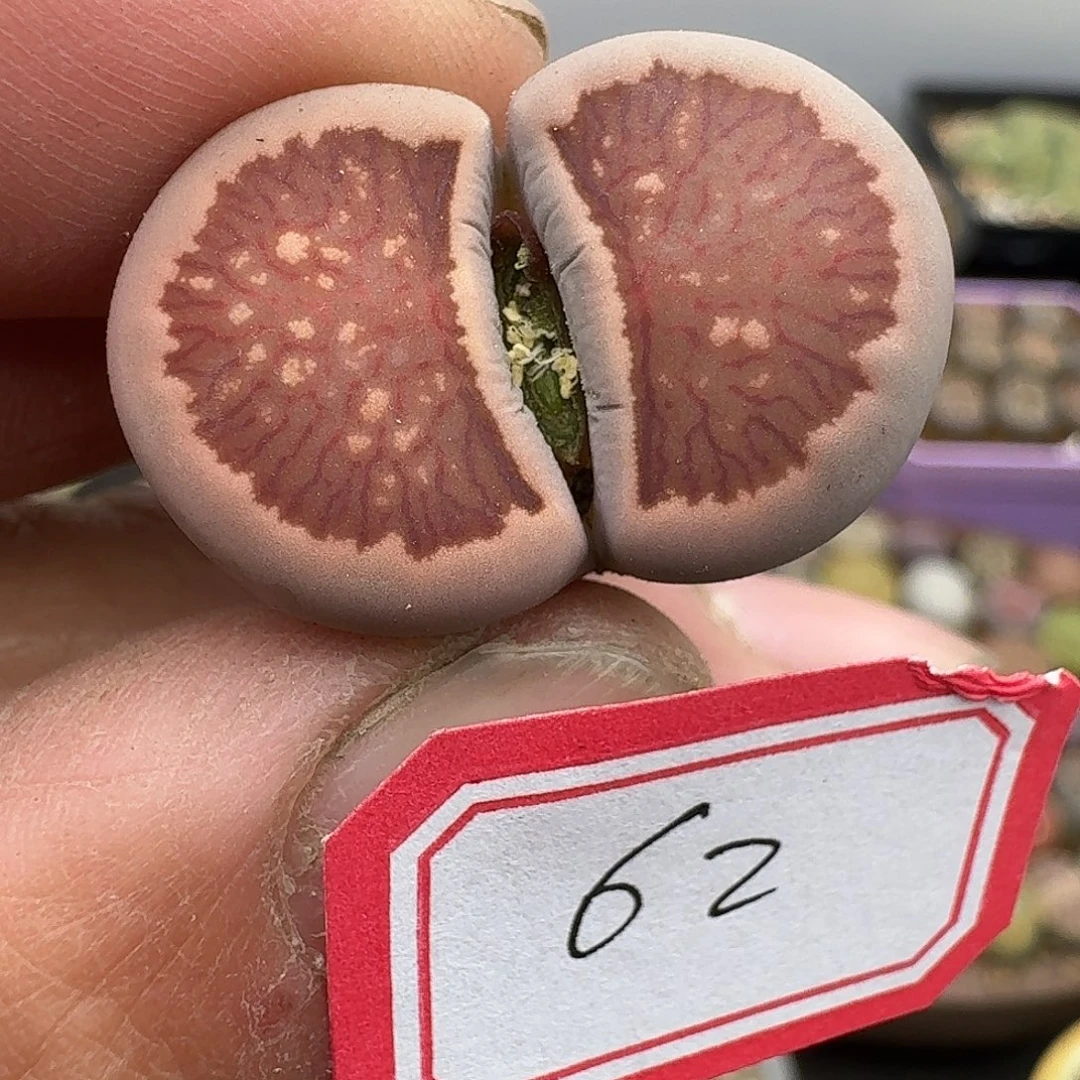 62洞若观火呼呼呼呼呼