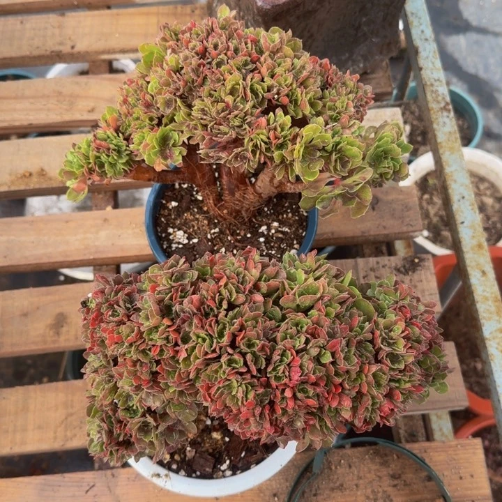 光****狂特价特特特特特特286