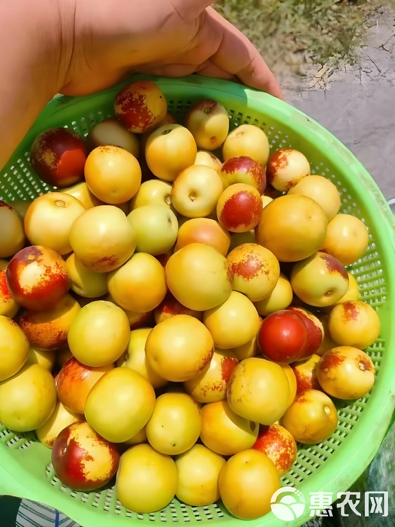 山西临猗庙上冬枣现摘现发脆甜多汁顺丰.京东包邮新鲜水果