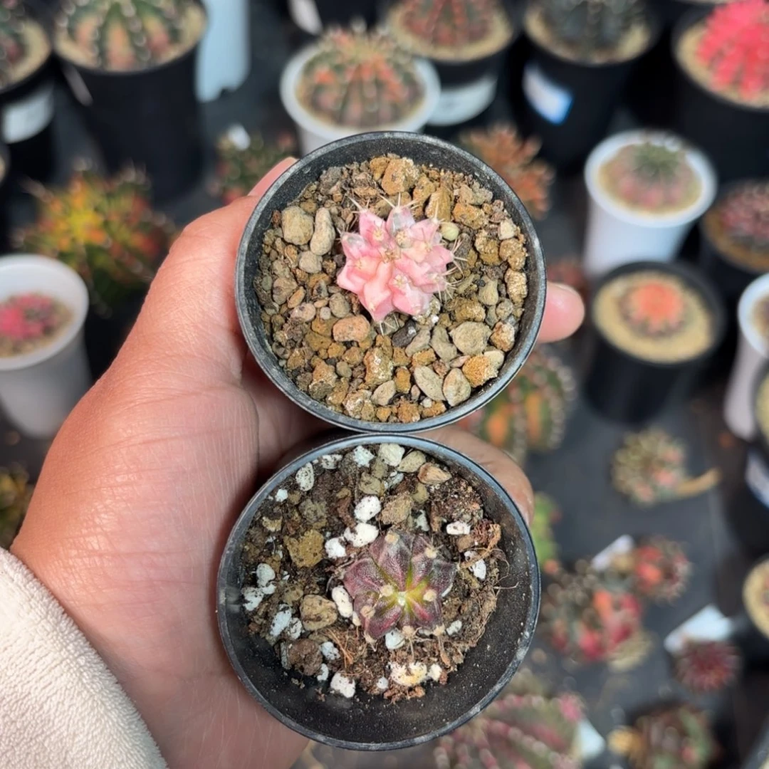 T**.泰系米哈实生侧仙人球组合