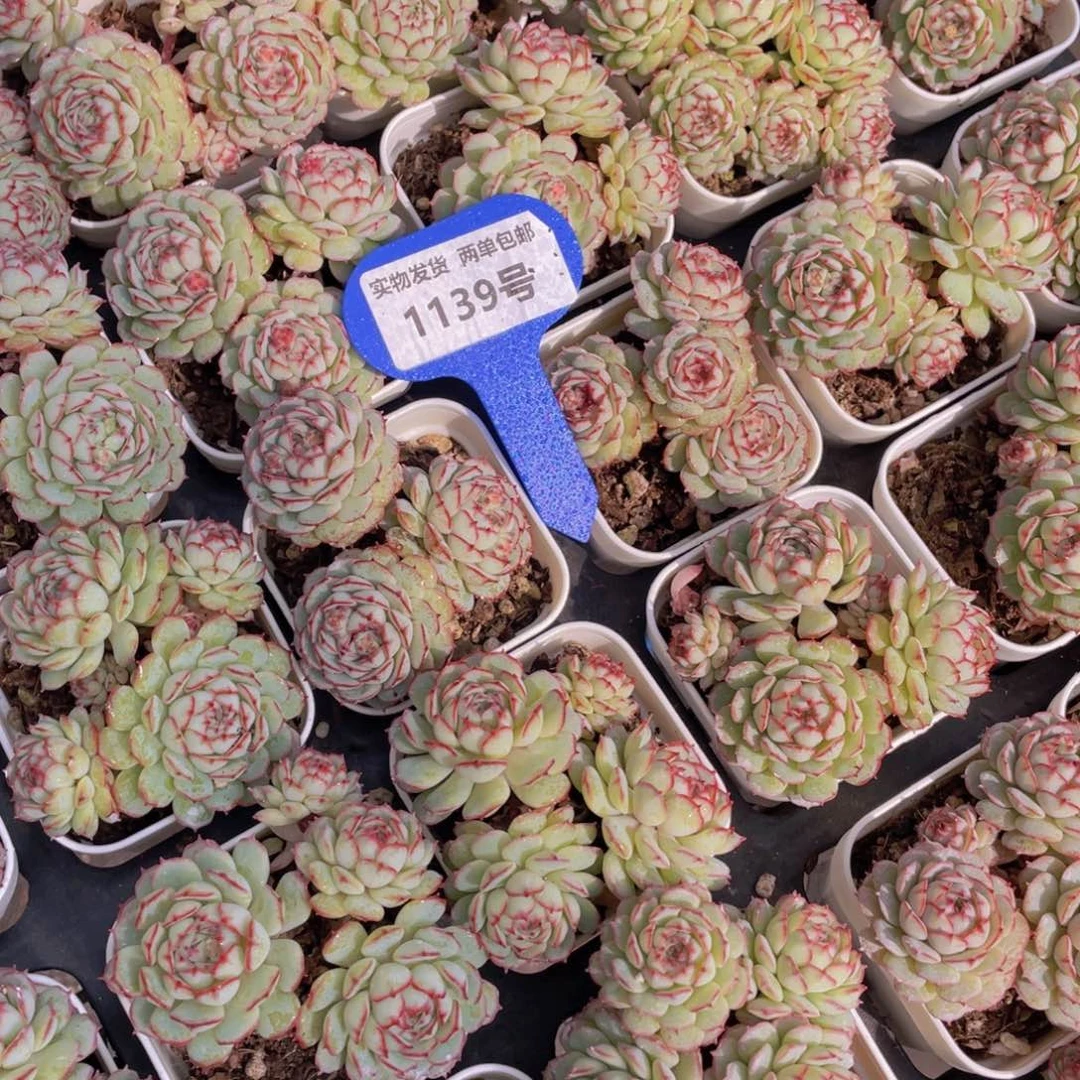 1139号小红船小红p群生带腿一个