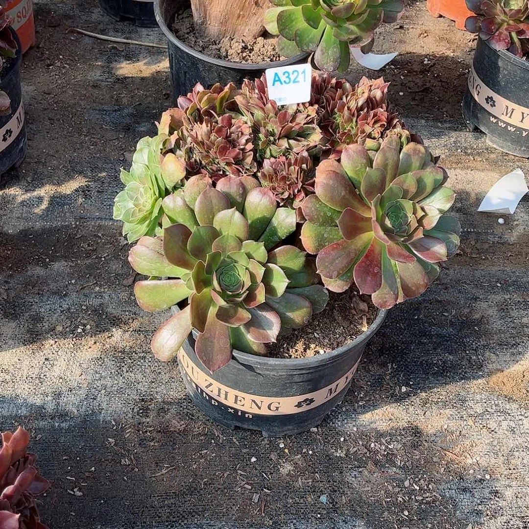 多肉植物321多肉