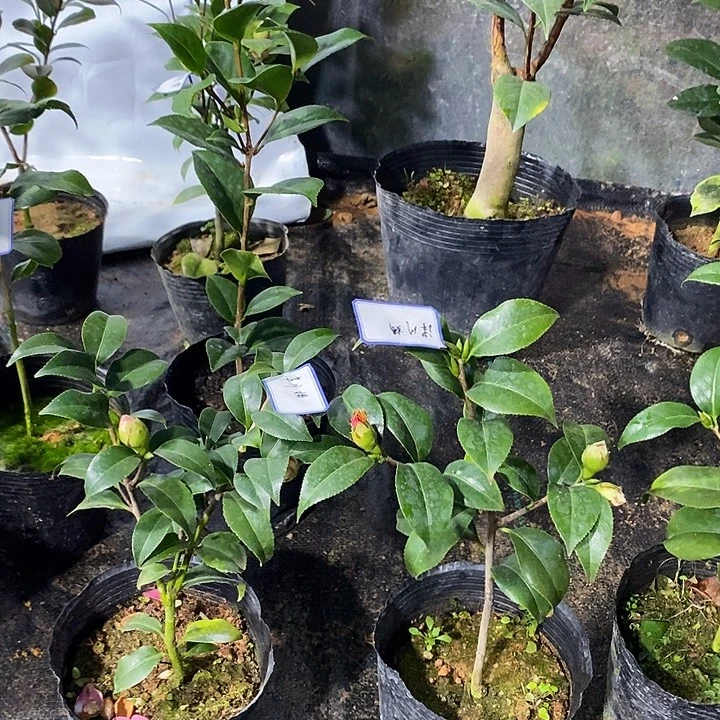 津川姣 带花苞 茶花